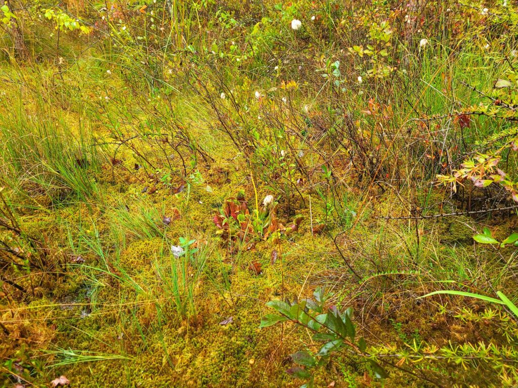 photo of pinhook bog