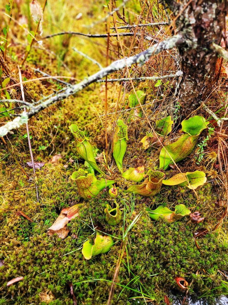 photo of pitcher plant