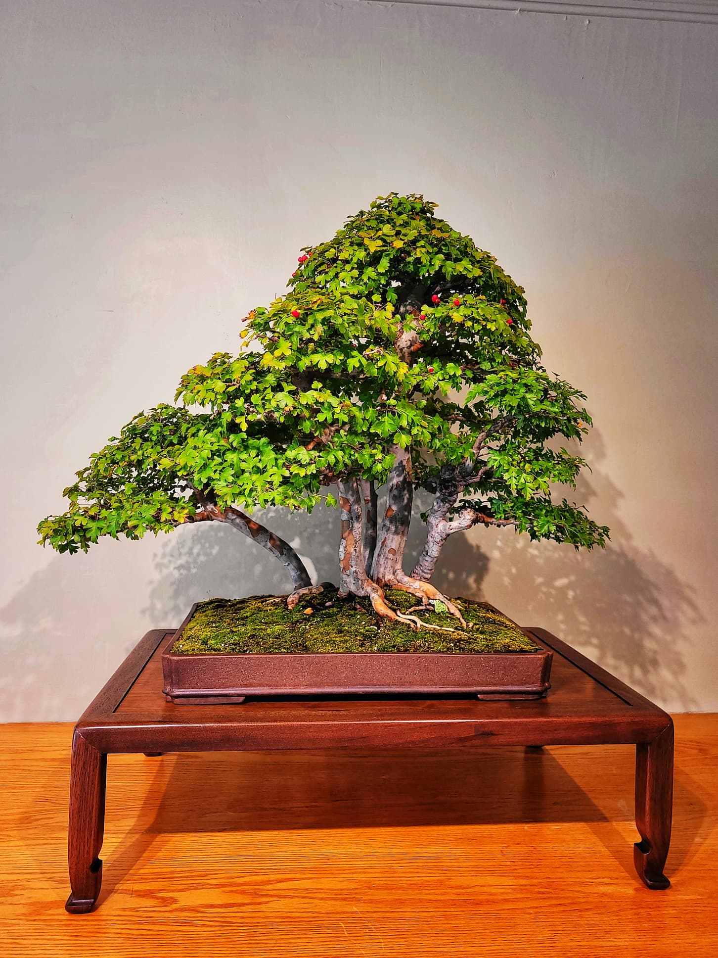 photo of national bonsai museum