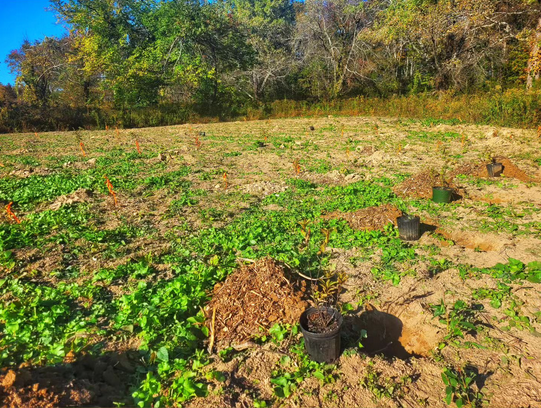 photo of usgs bee lab research plant