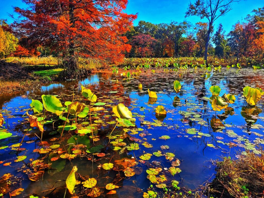 photo of kenilworth aquatic gardens