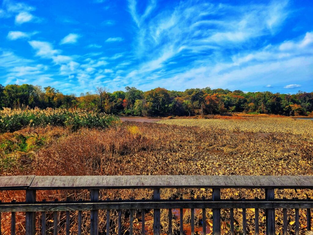 photo of anacostia river wetlands