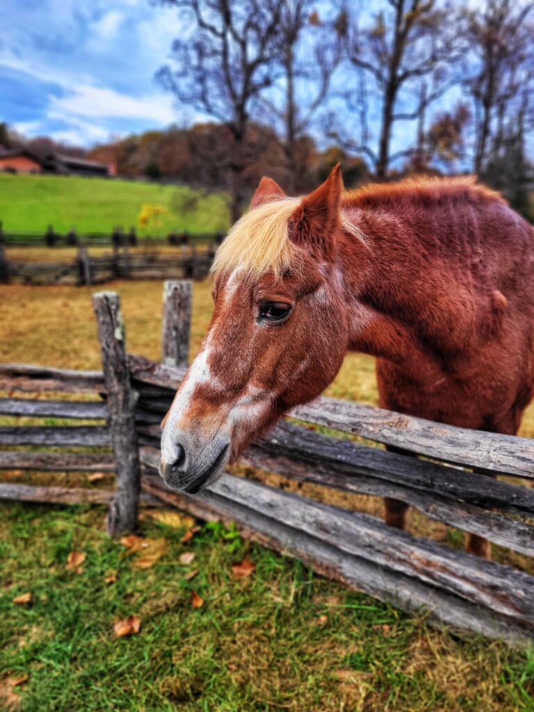 photo of horse