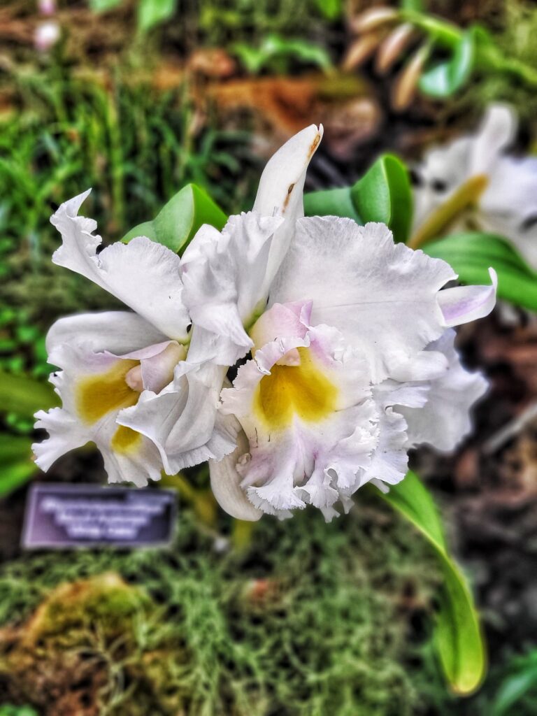 photo of white orchid