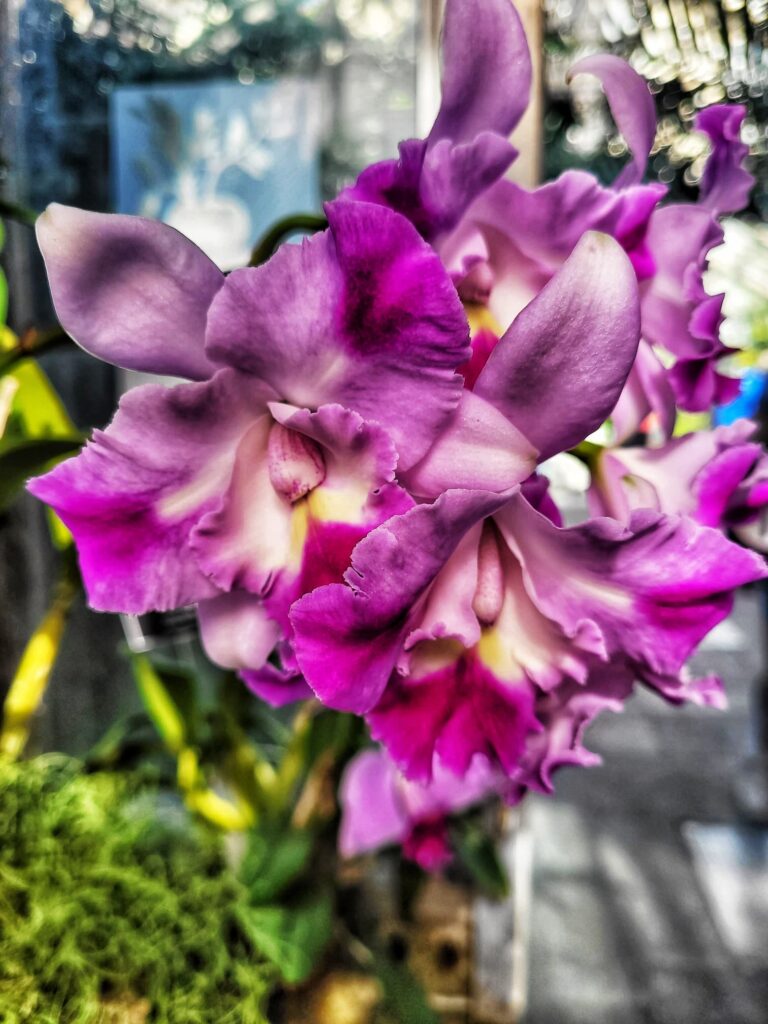 photo of purple orchid