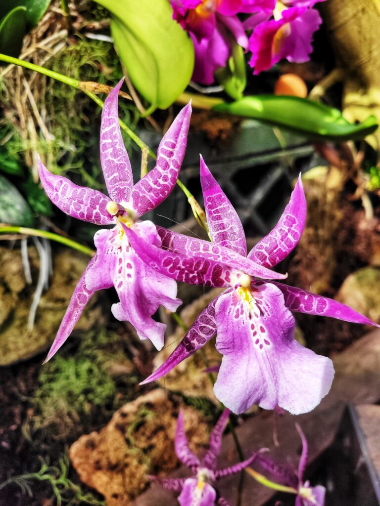 photo of orchid