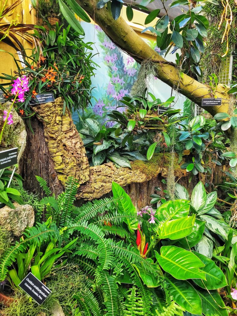 photo of us botanic garden orchid room