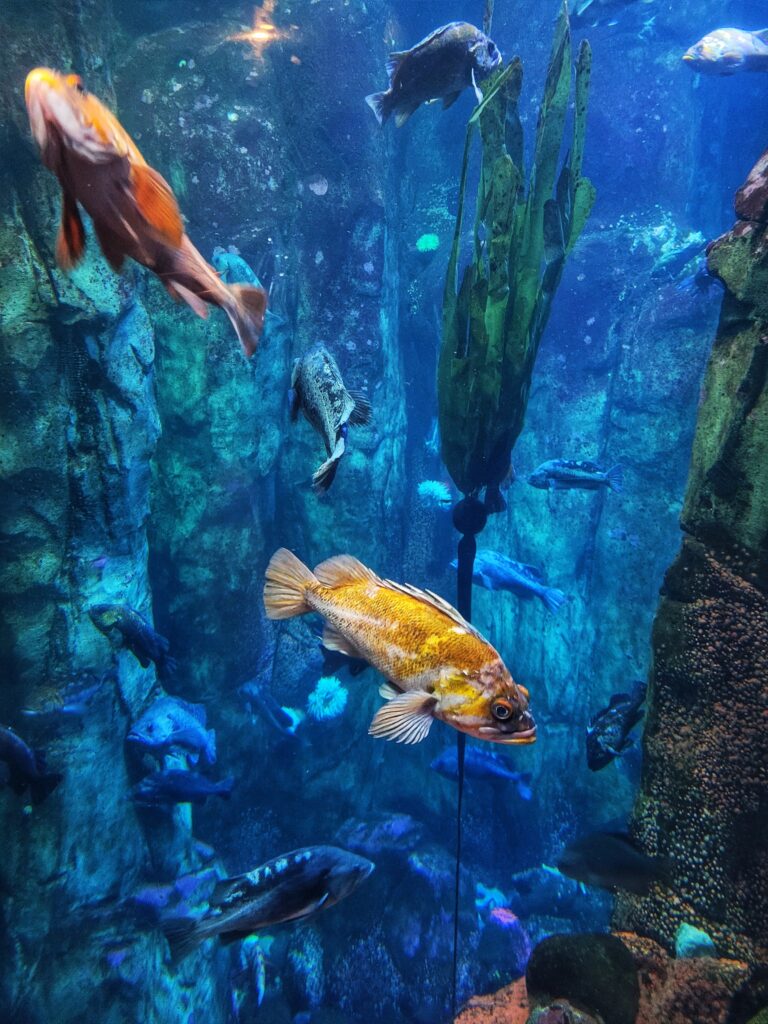 photo of aquarium tank