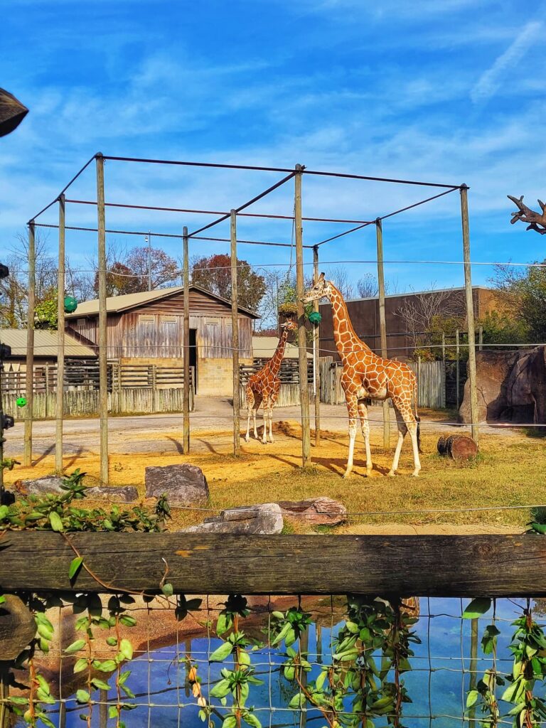 photo of giraffe at knoxville zoo
