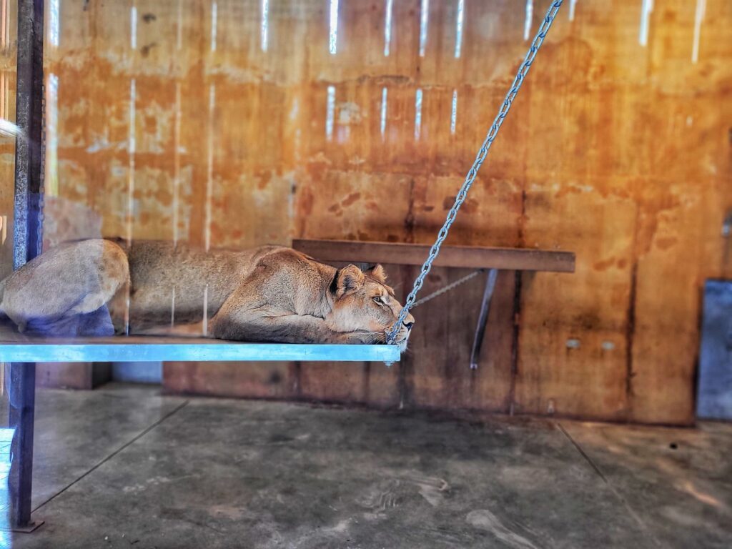 photo of lion at knoxville zoo