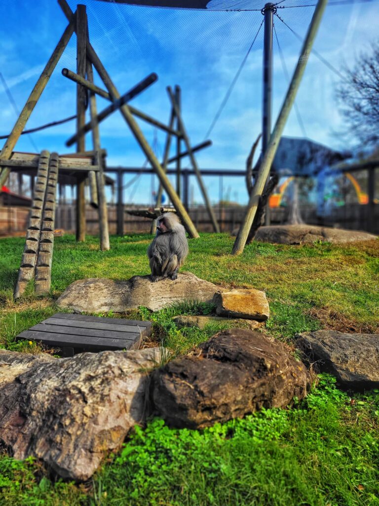 photo of monkey at knoxville zoo