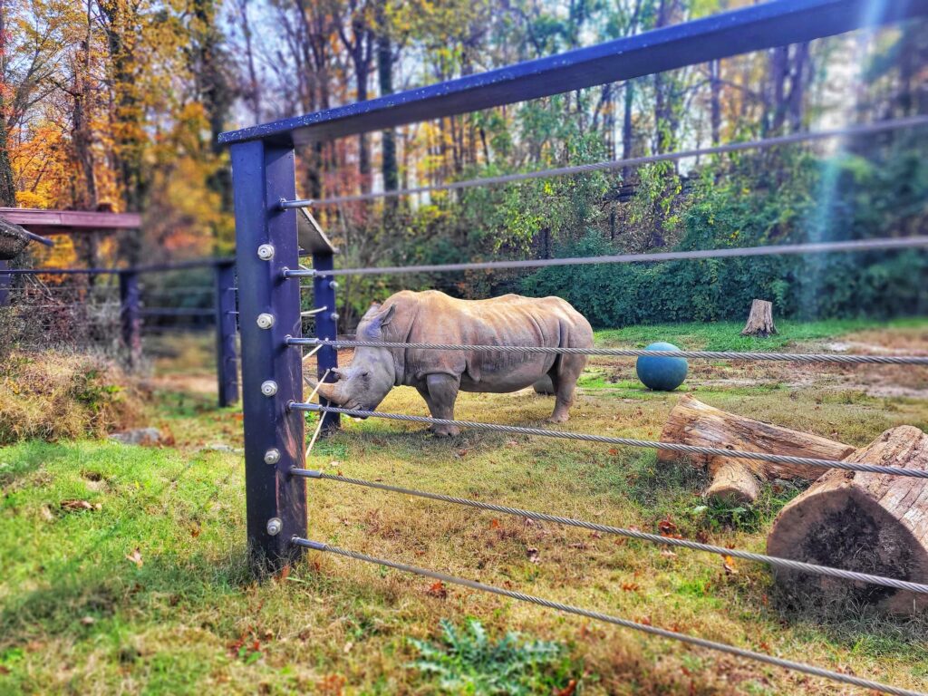 photo of rhino at knoxville zoo