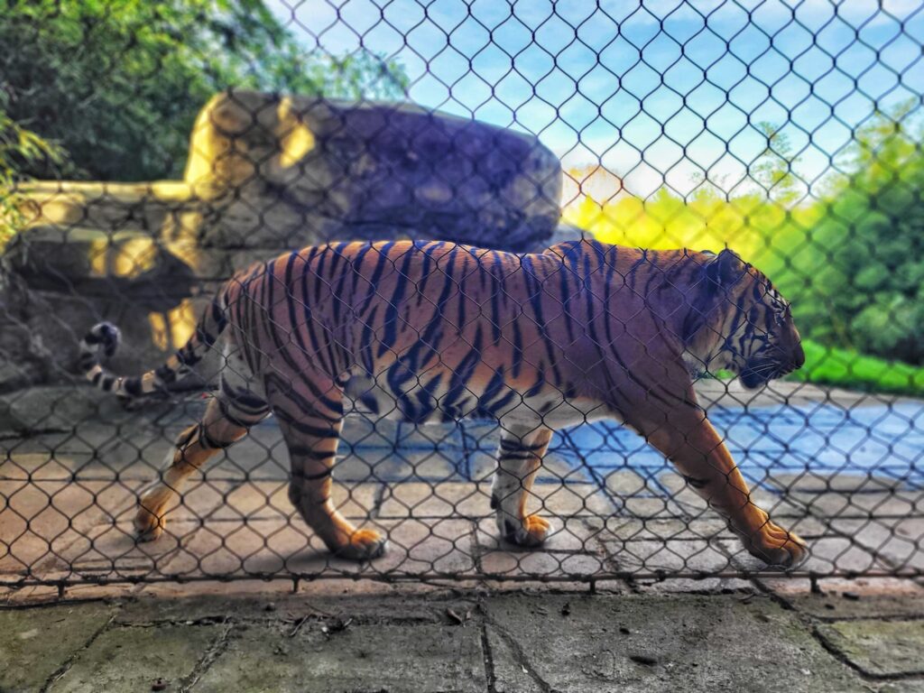 photo of tiger at knoxville zoo