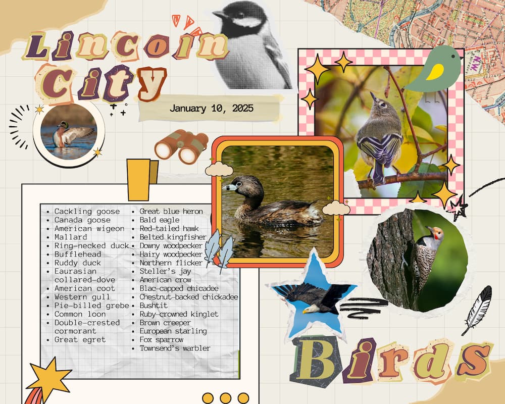 graphic showing birds we saw on our lincoln city bird walk