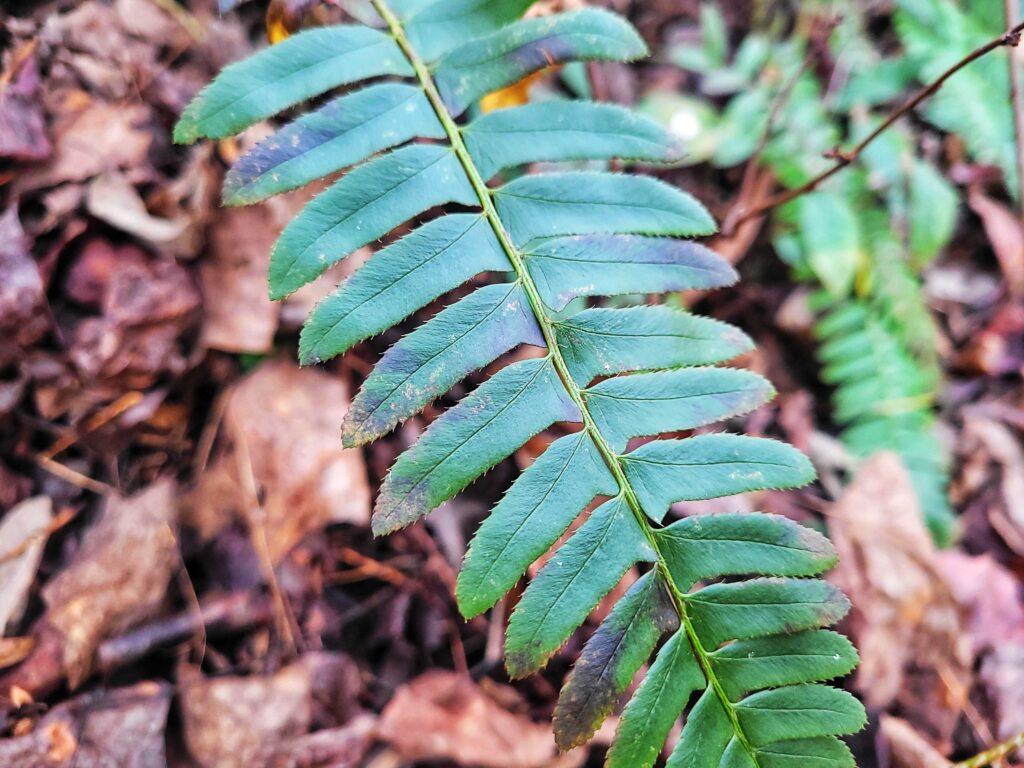 photo of christmas fern