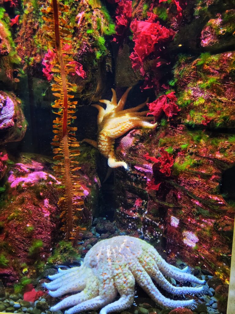 photo of large sea star