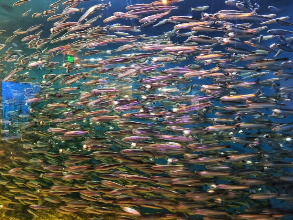 photo of school of fish