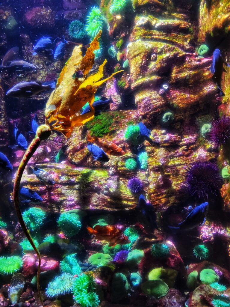 photo of fish tank at oregon coast aquariuam