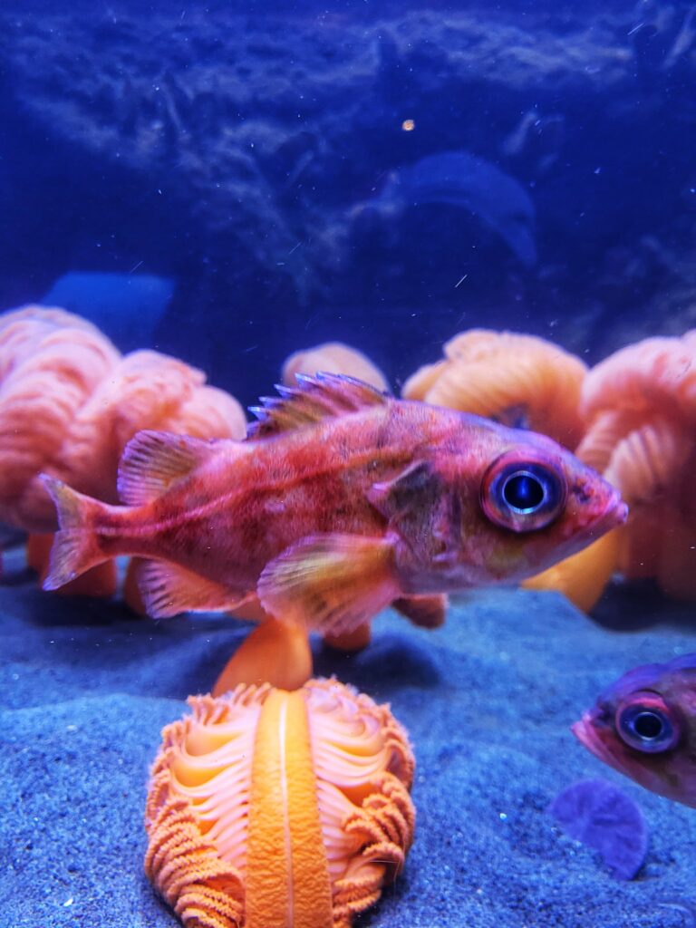 photo of fish at oregon coast aquariuam