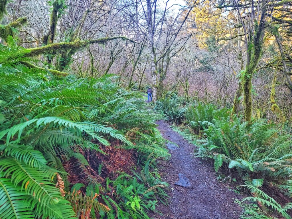 photo of cascade head natural area rainforest