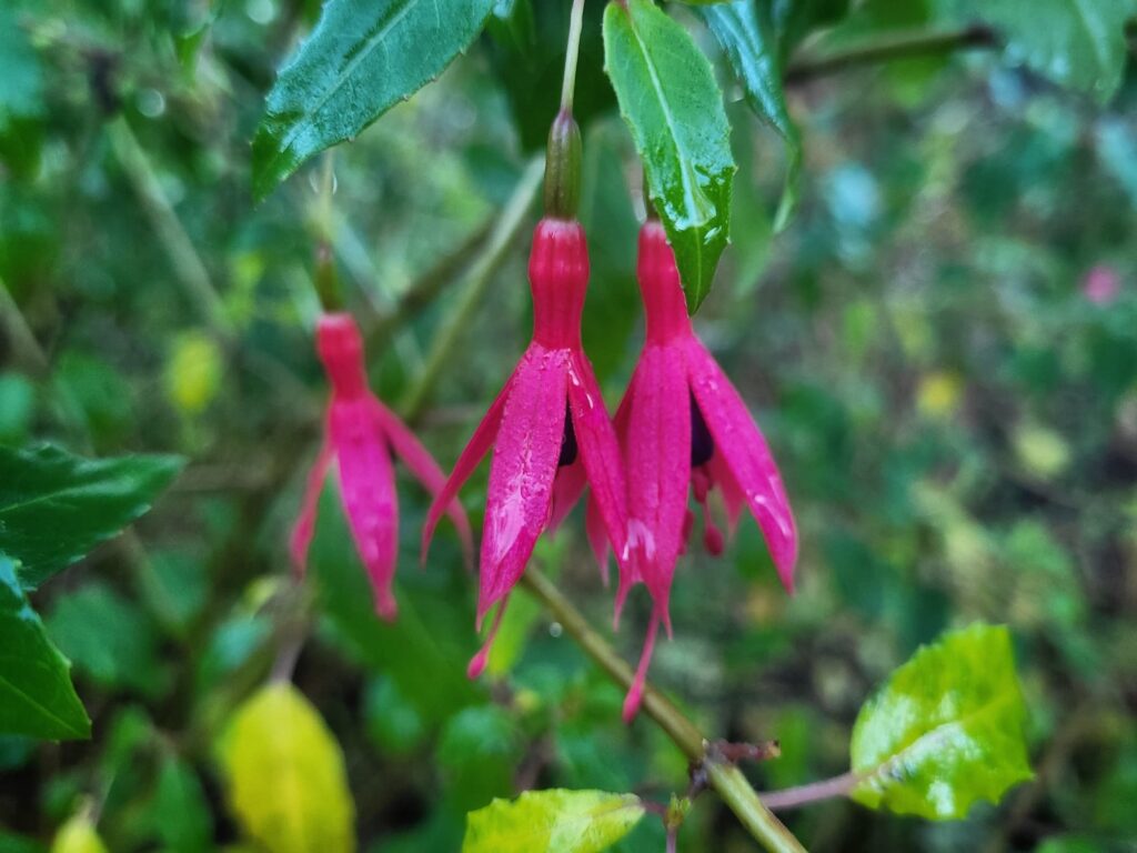 photo of flowers at the connie hansen garden