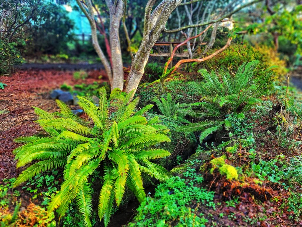 photo of connie hansen garden