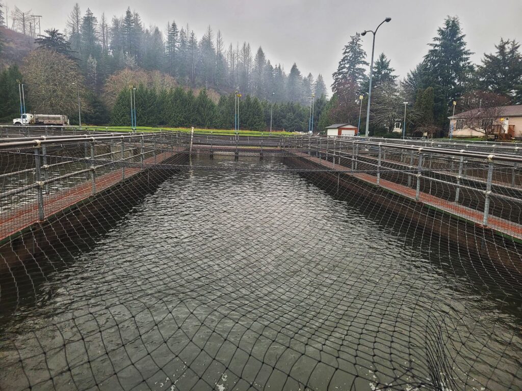 photo of salmon river hatchery fish