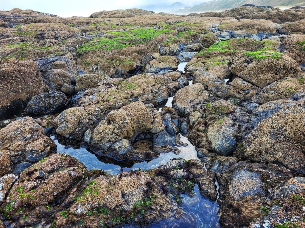 photo of lincoln city tidepools