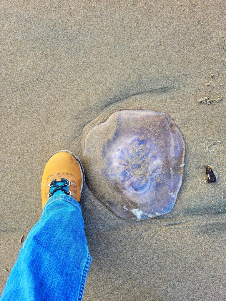 photo of moon jelly on the beach