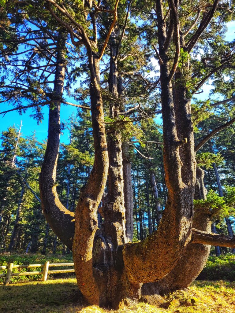 photo of the octopus tree