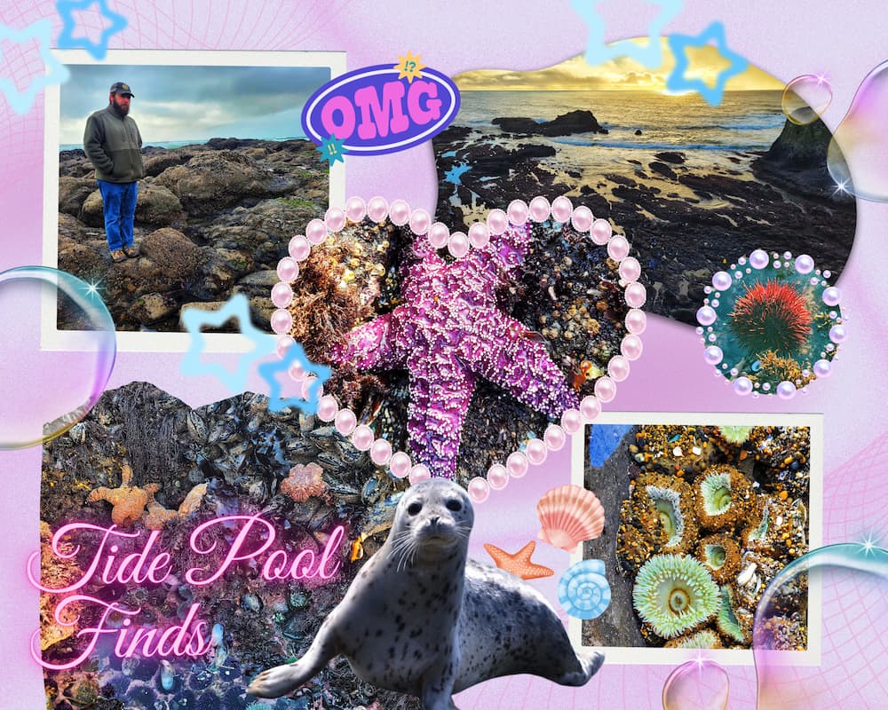 graphic showing photos from yaquina head tidepools