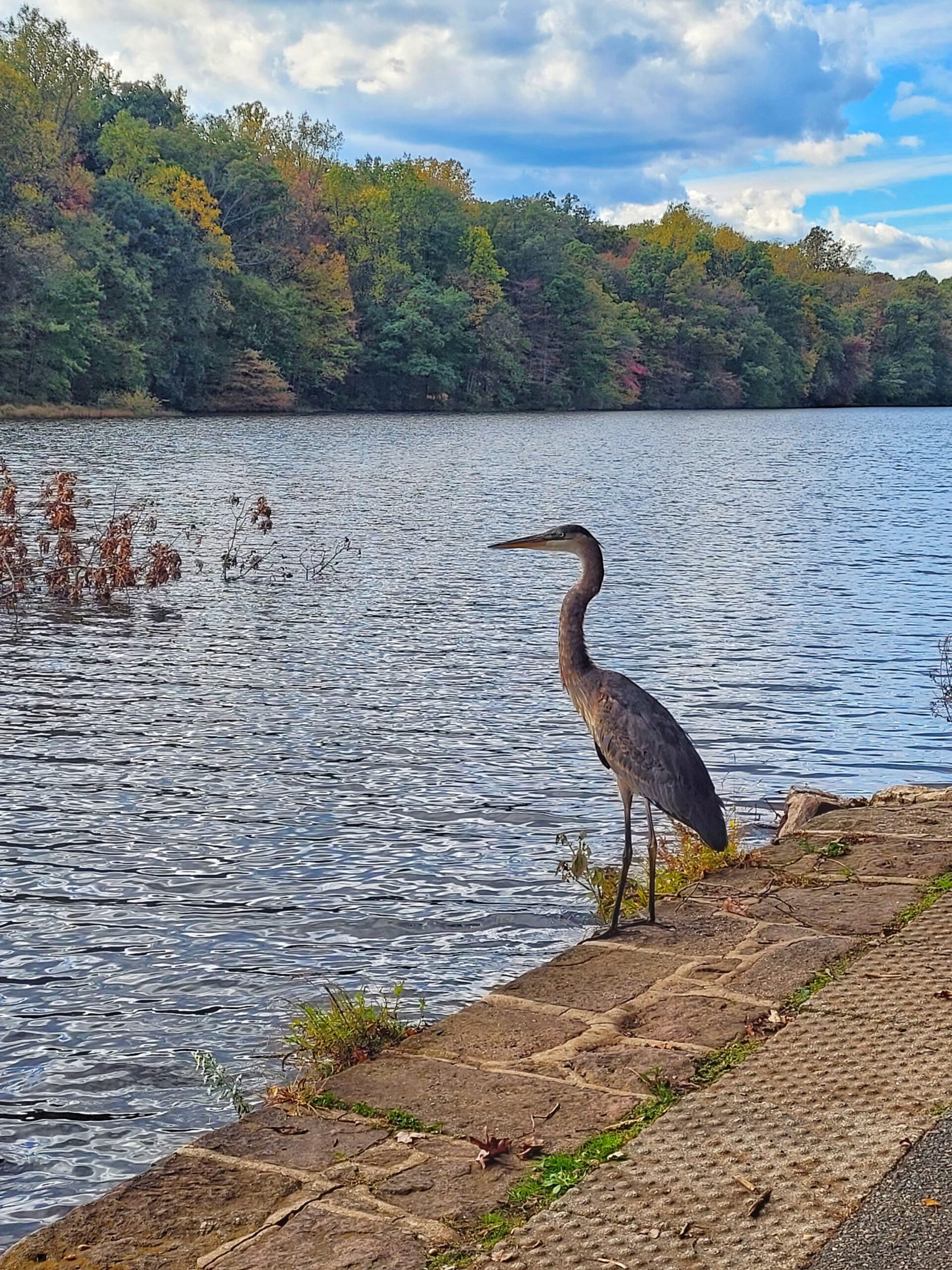 photo of heron