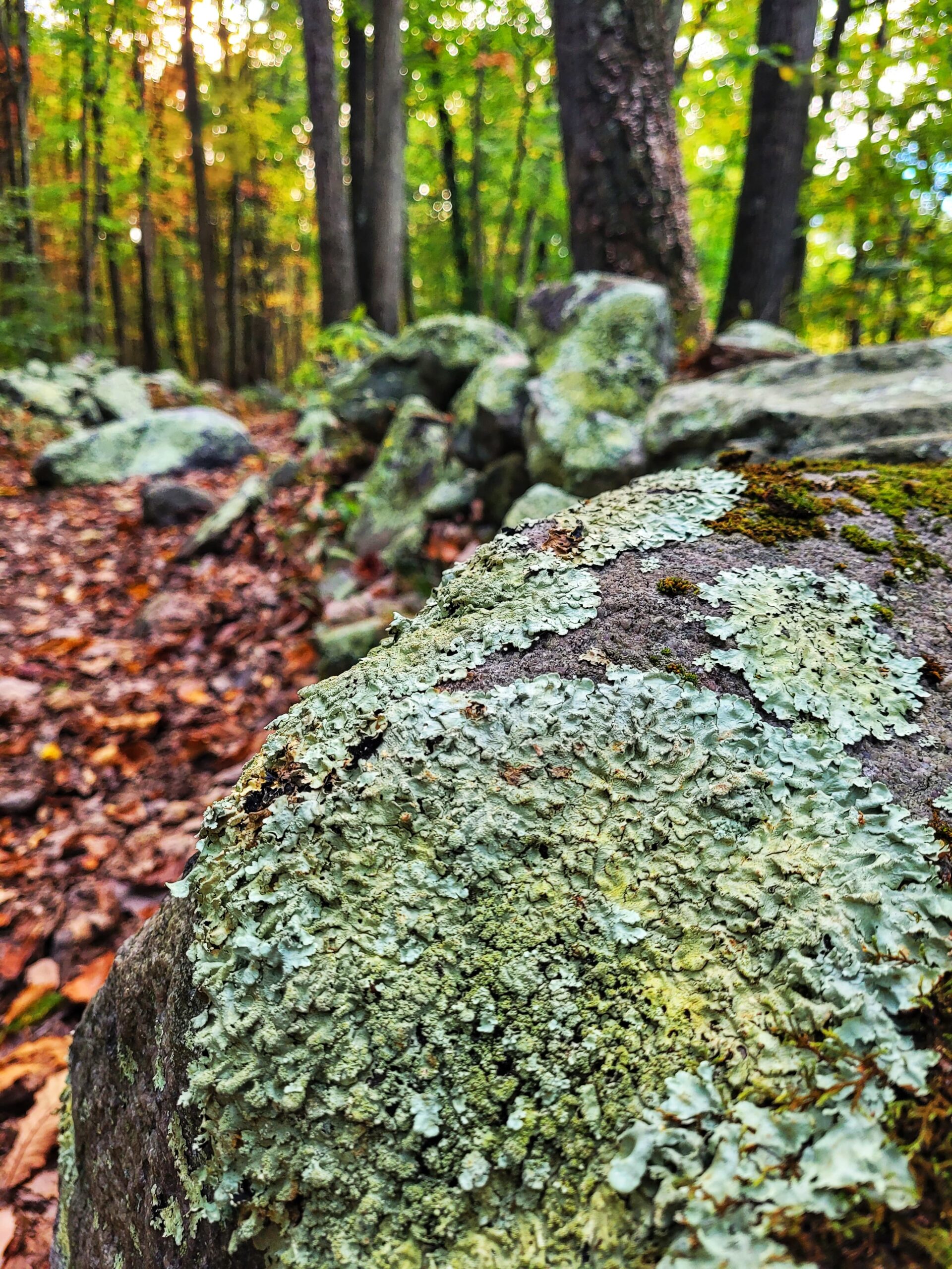 photo of lichens on a rock