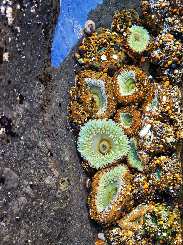 photo of green anemone