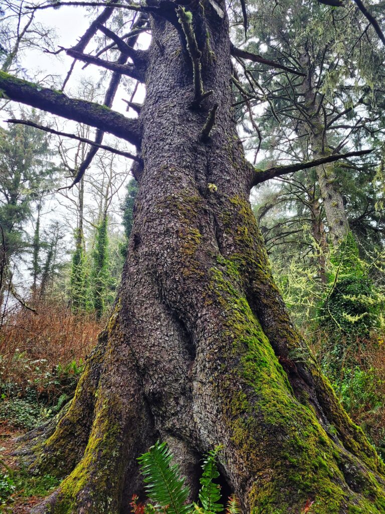 photo of oregon heritage tree