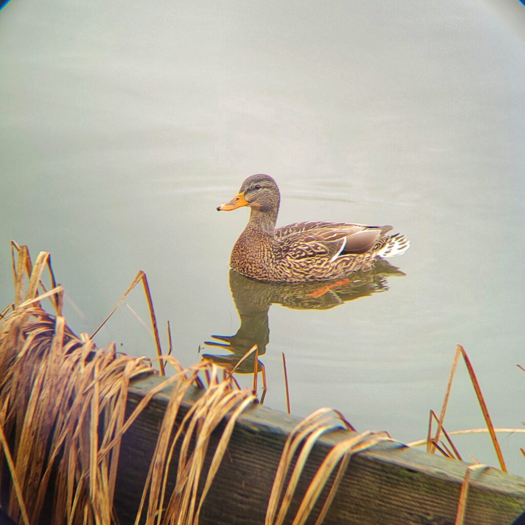 photo of duck