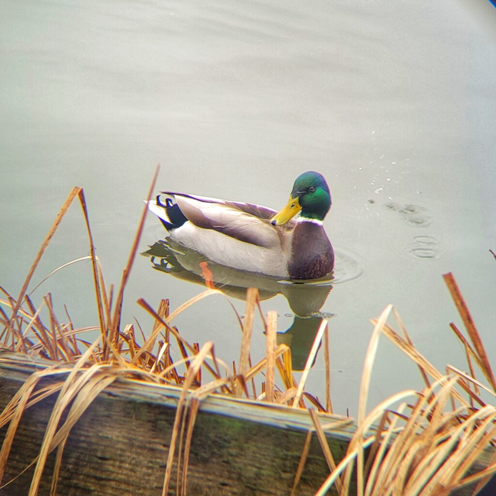 photo of mallard duck