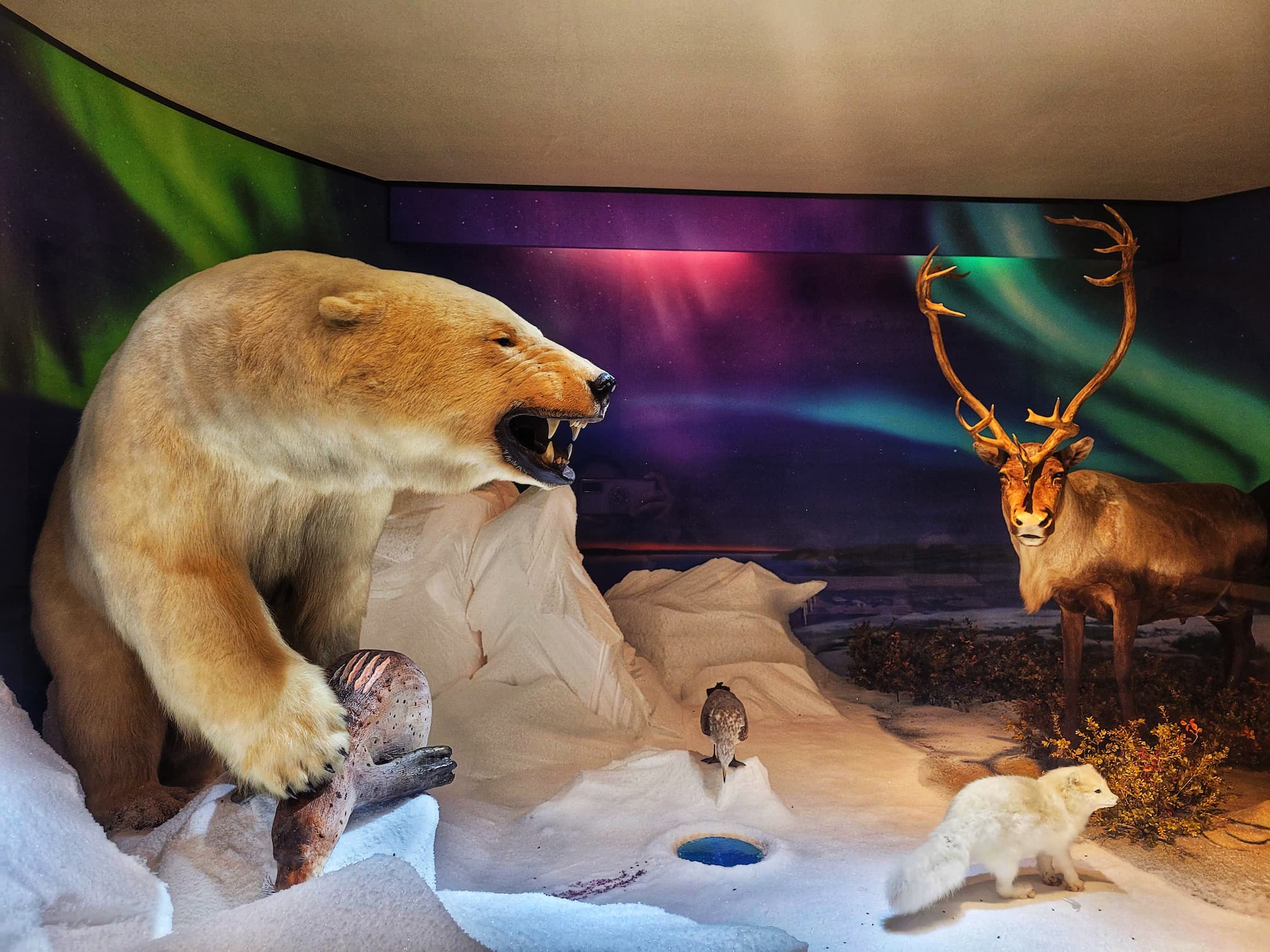 photo of anniston natural history museum polar bear