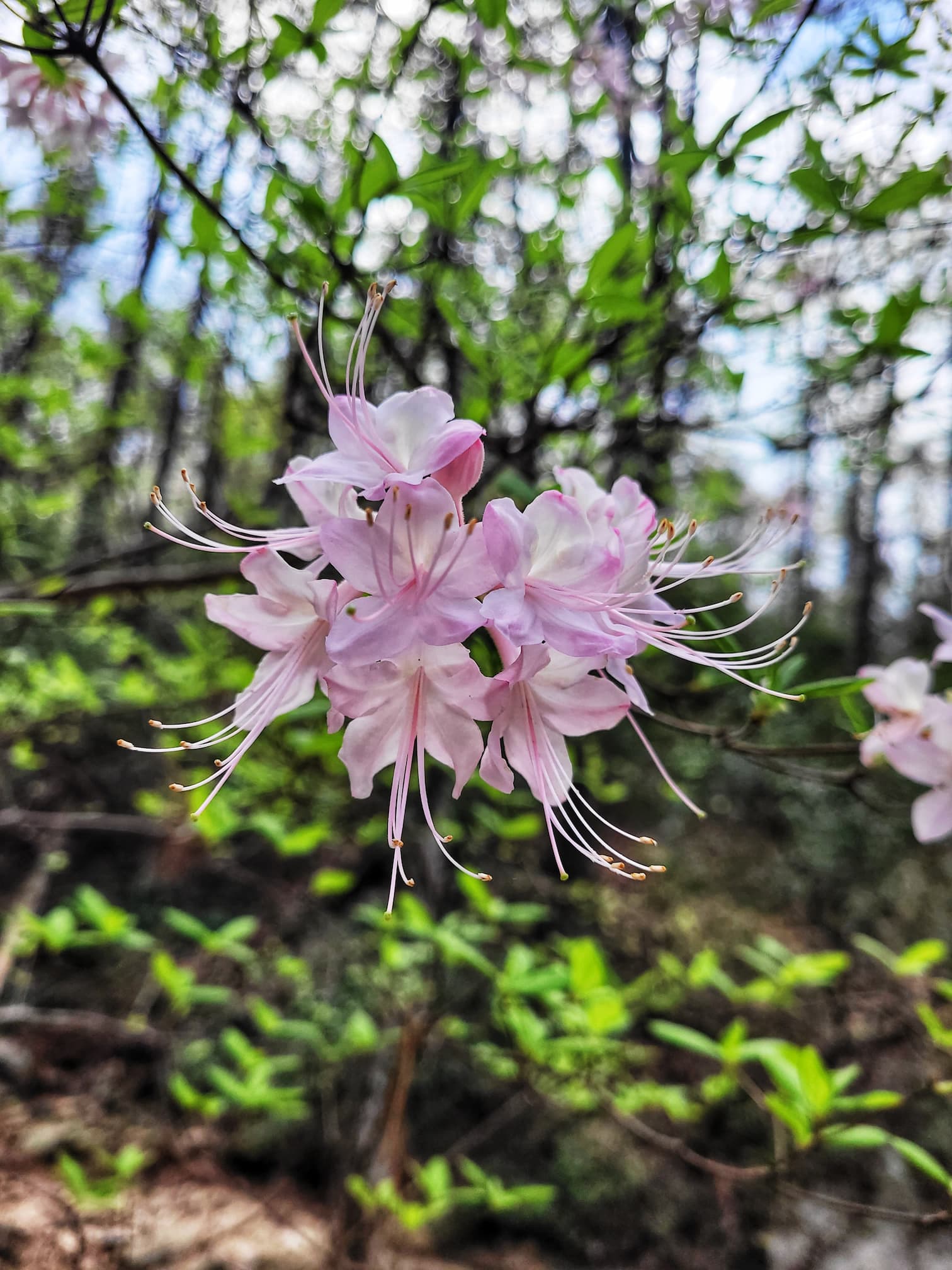 photo of azalea