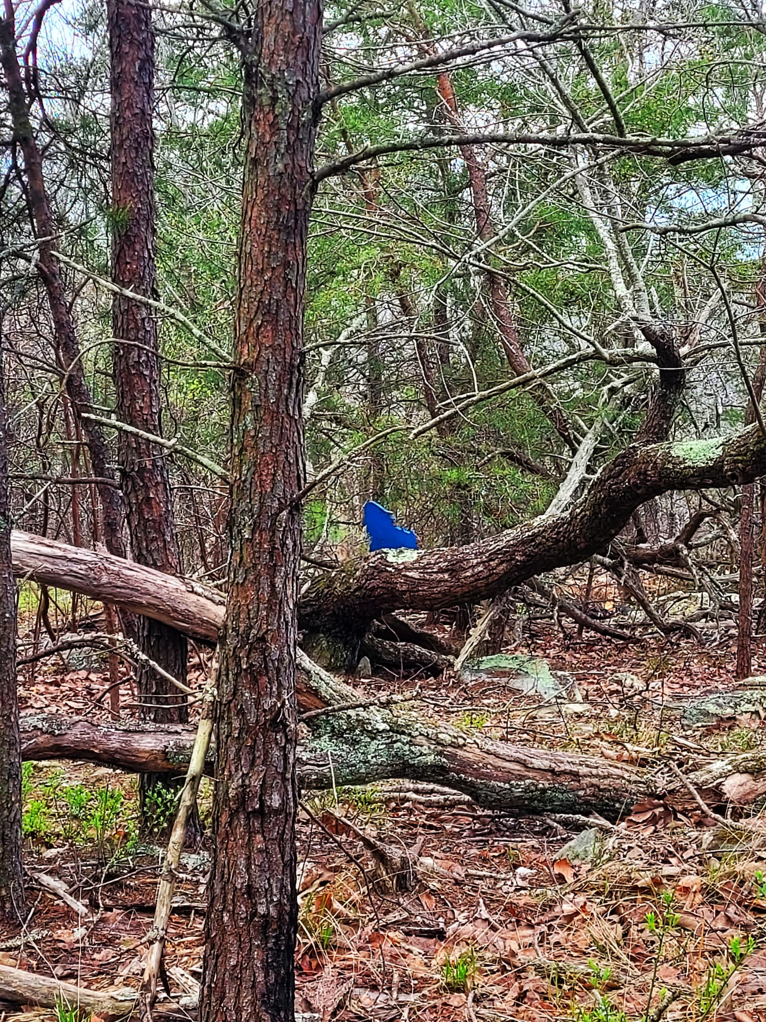 photo of bigfoot trail