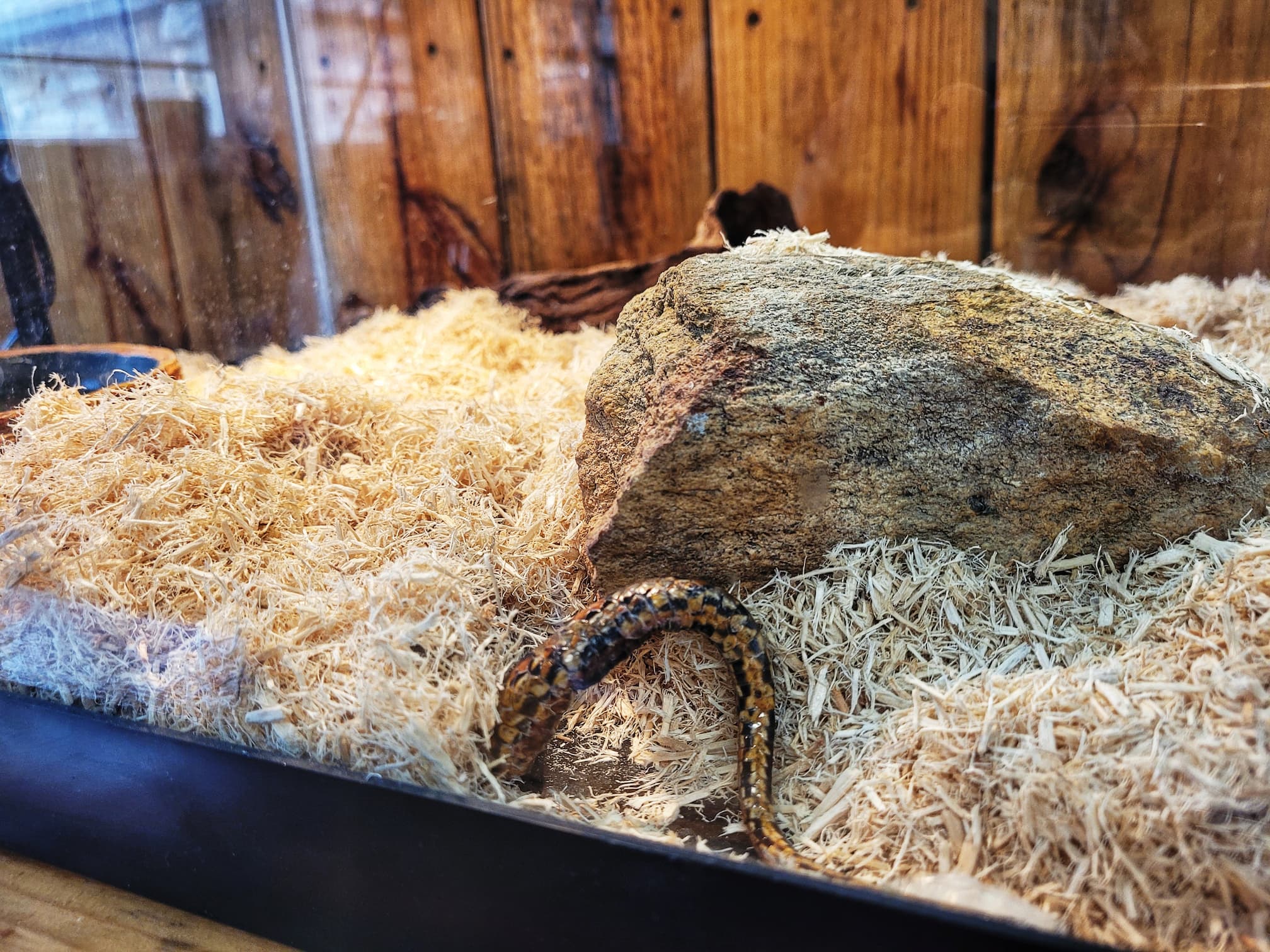 photo of corn snake