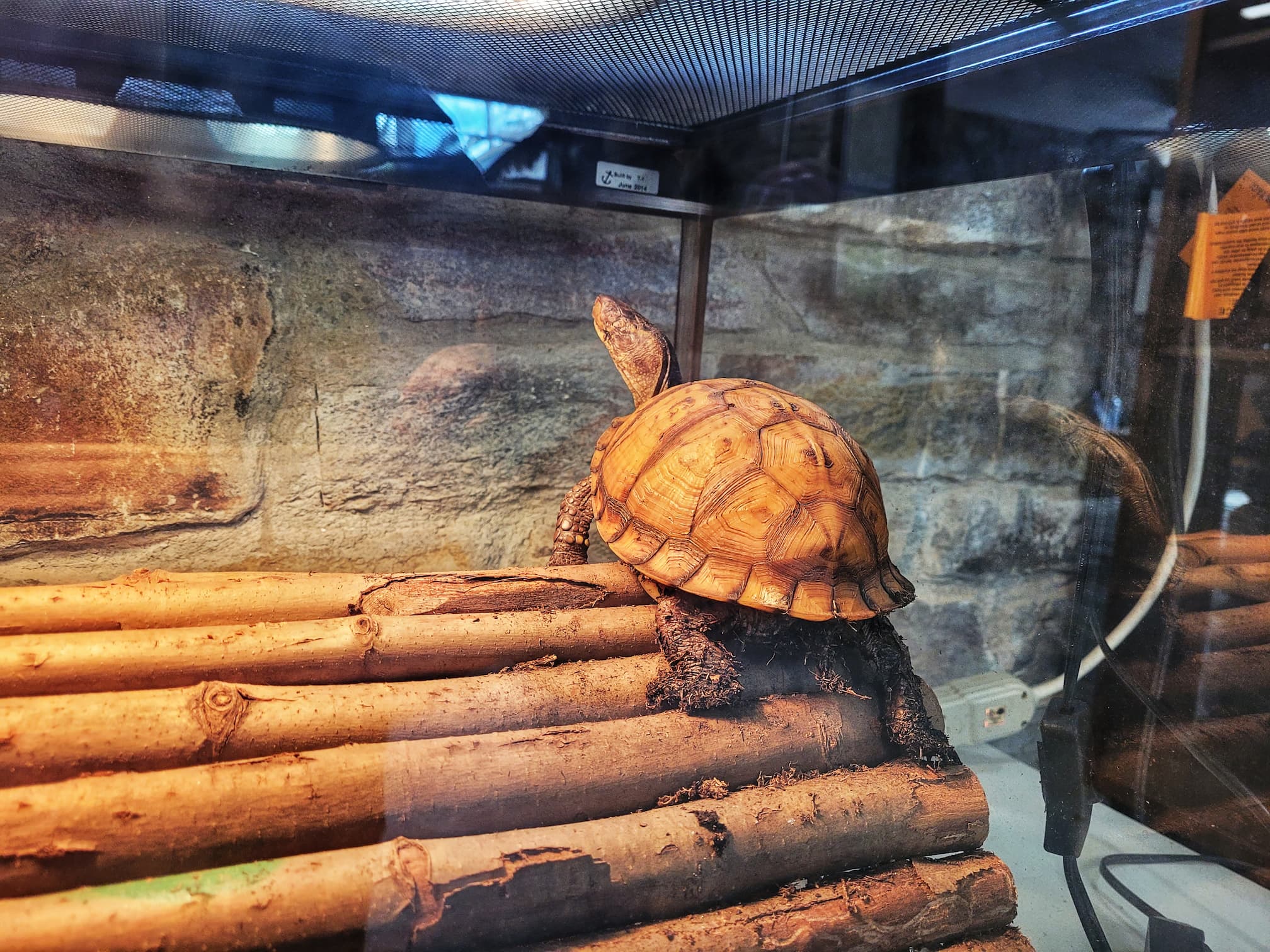photo of box turtle