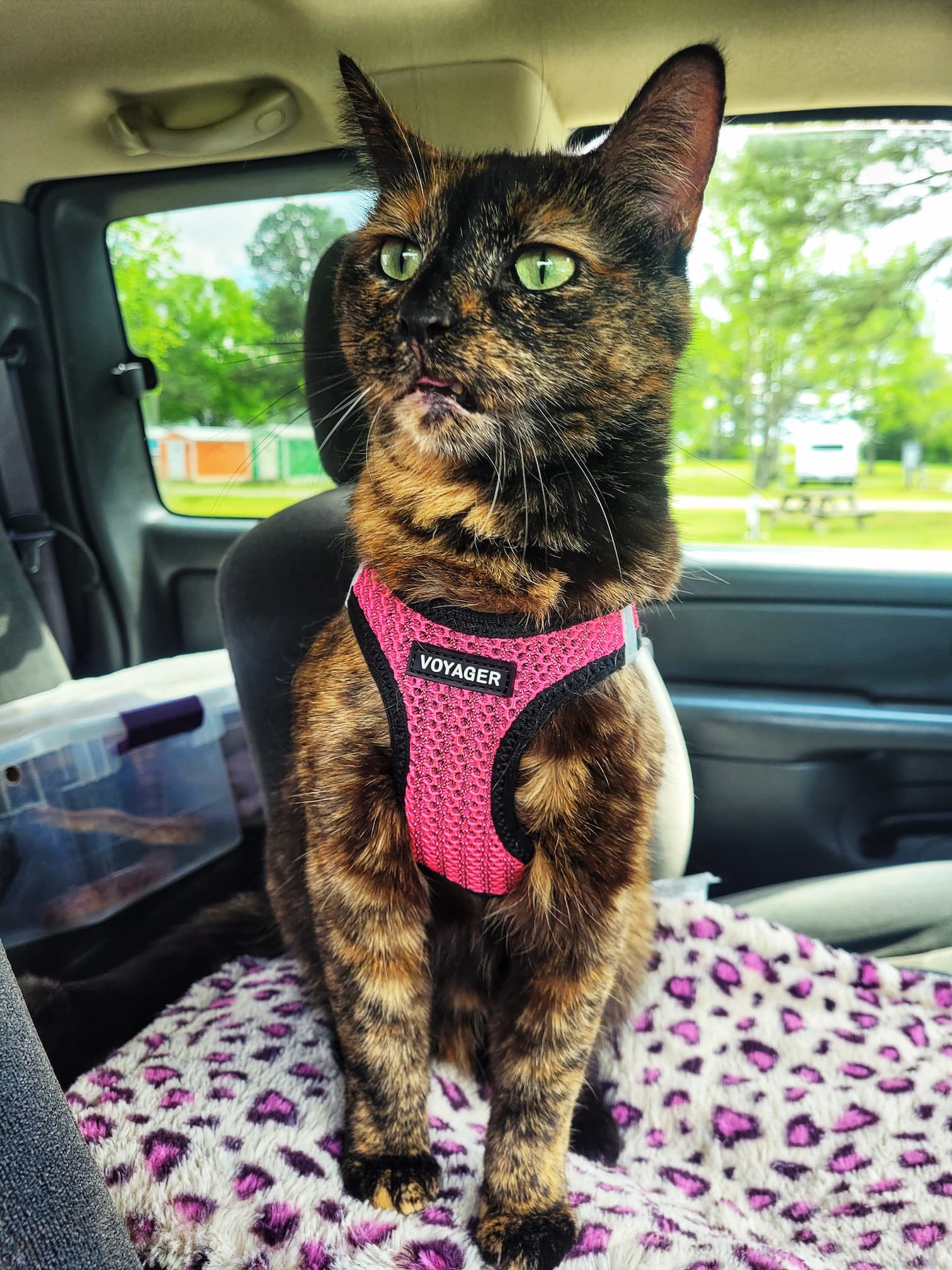 photo of betsey the cat in the truck