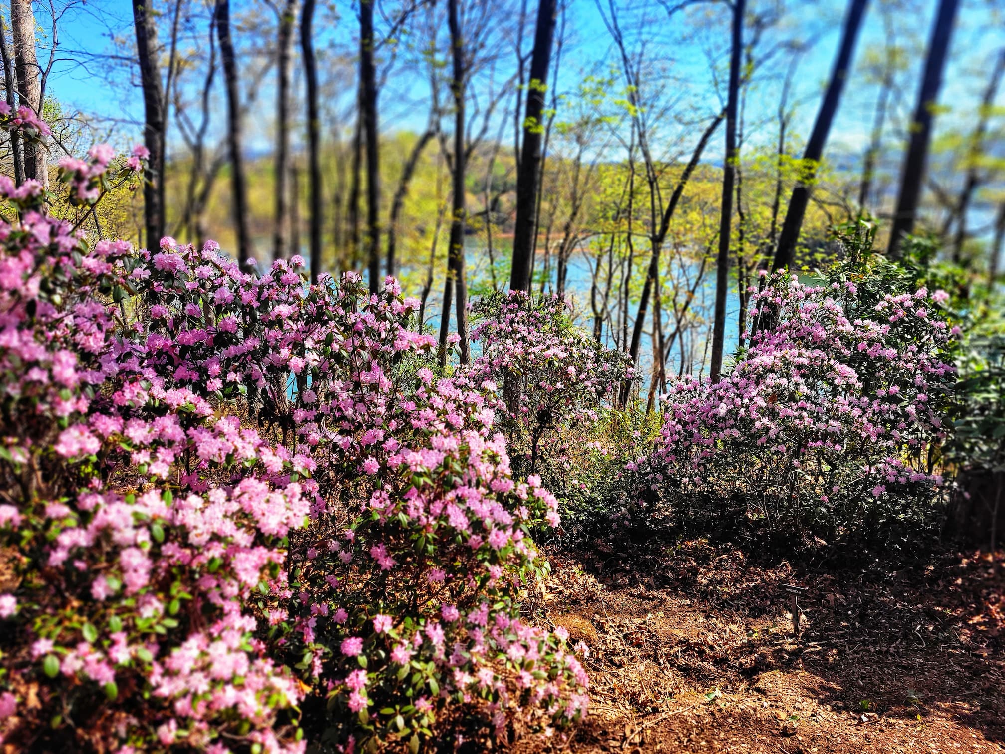 photo of rhodendrons