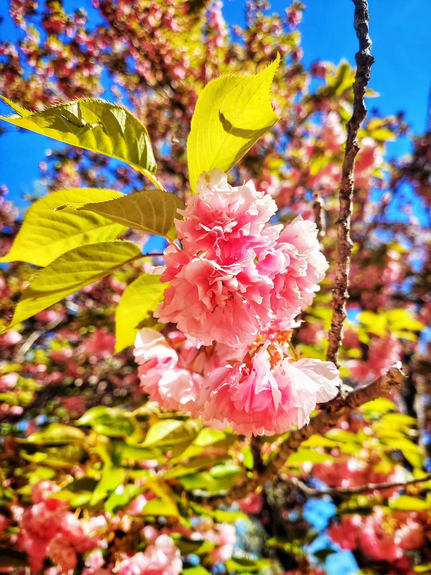 photo of rhodendron flower