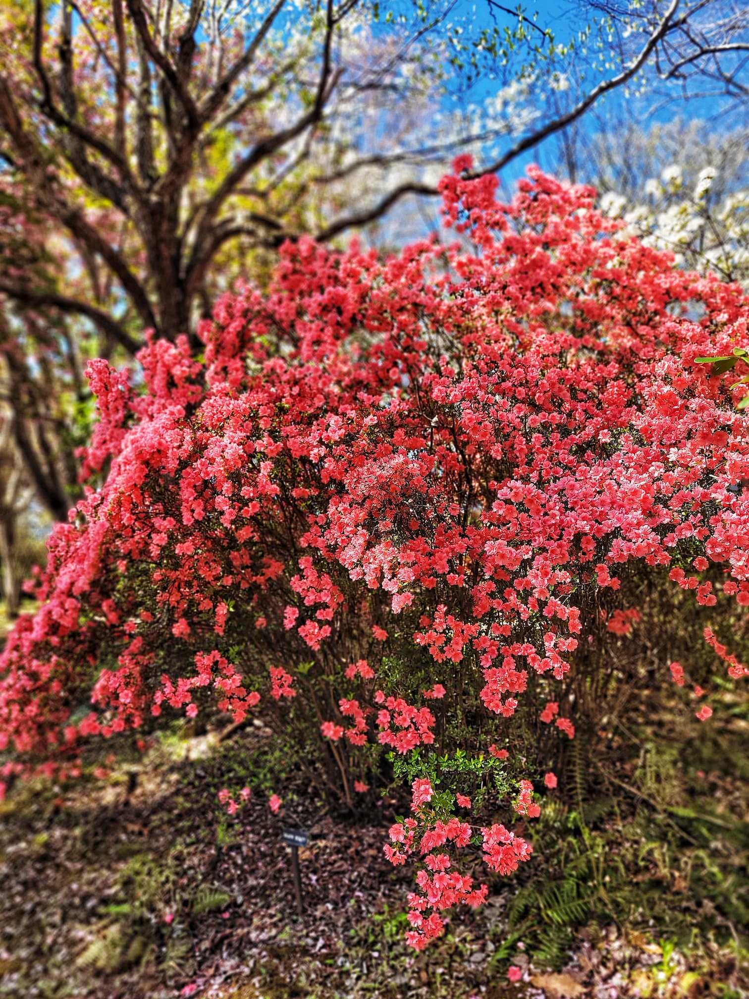 photo of rhodendron