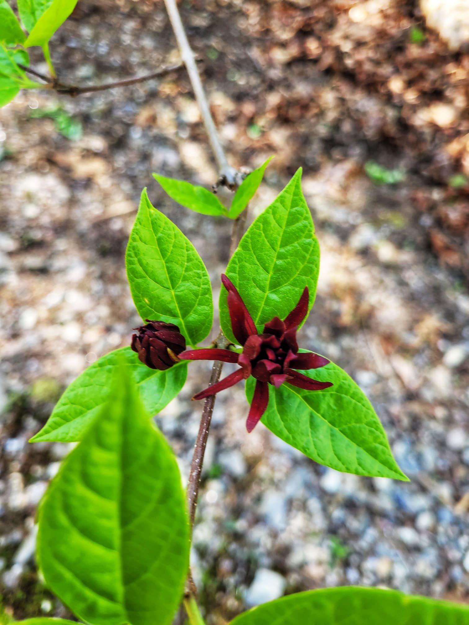 photo of trillium