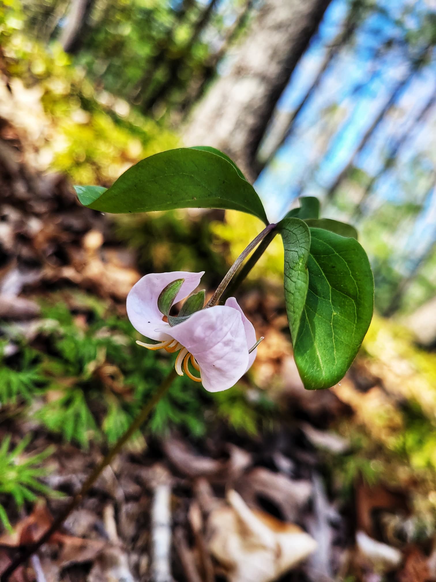 photo of trillium