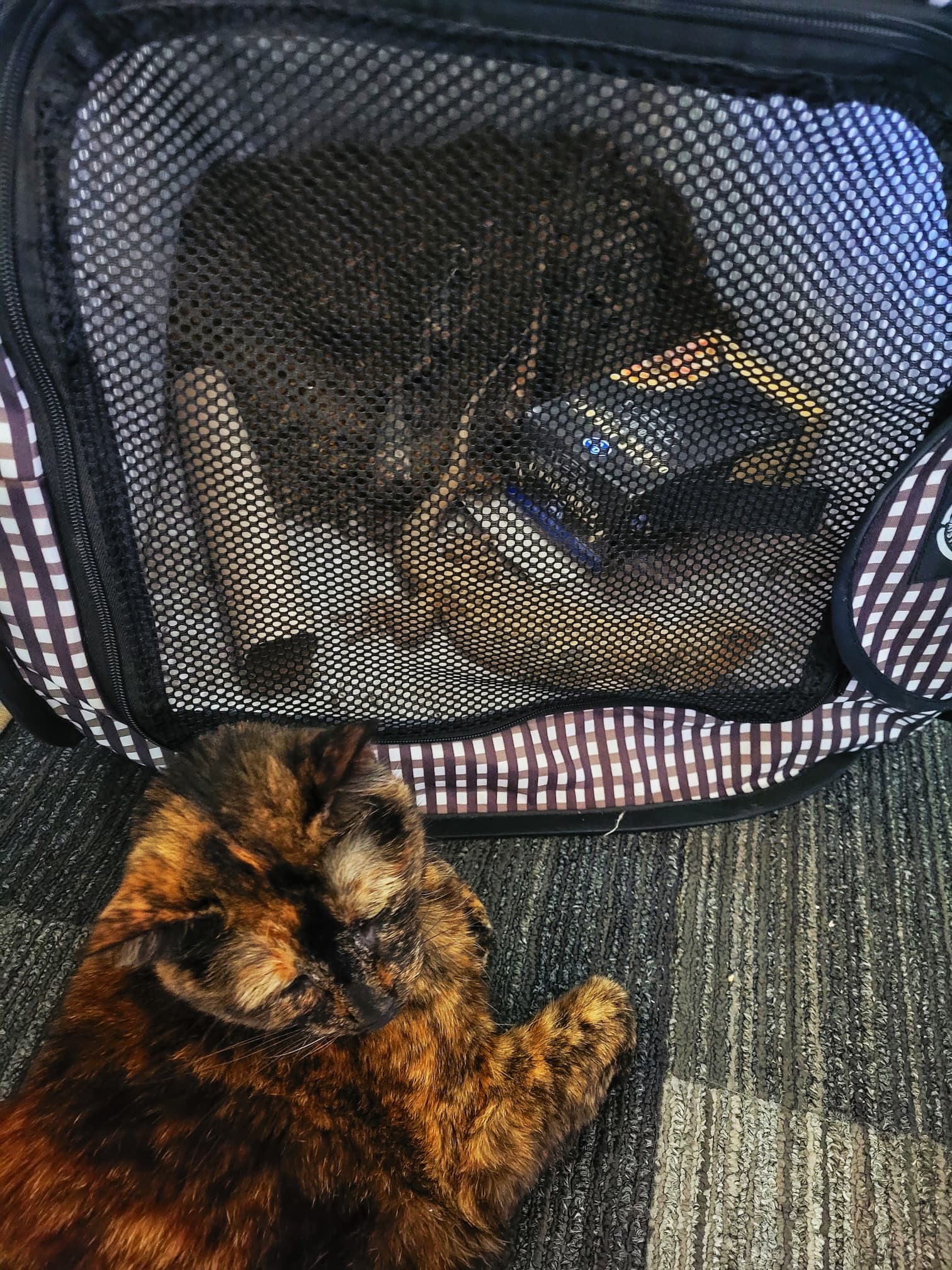 photo of betsey and rosie