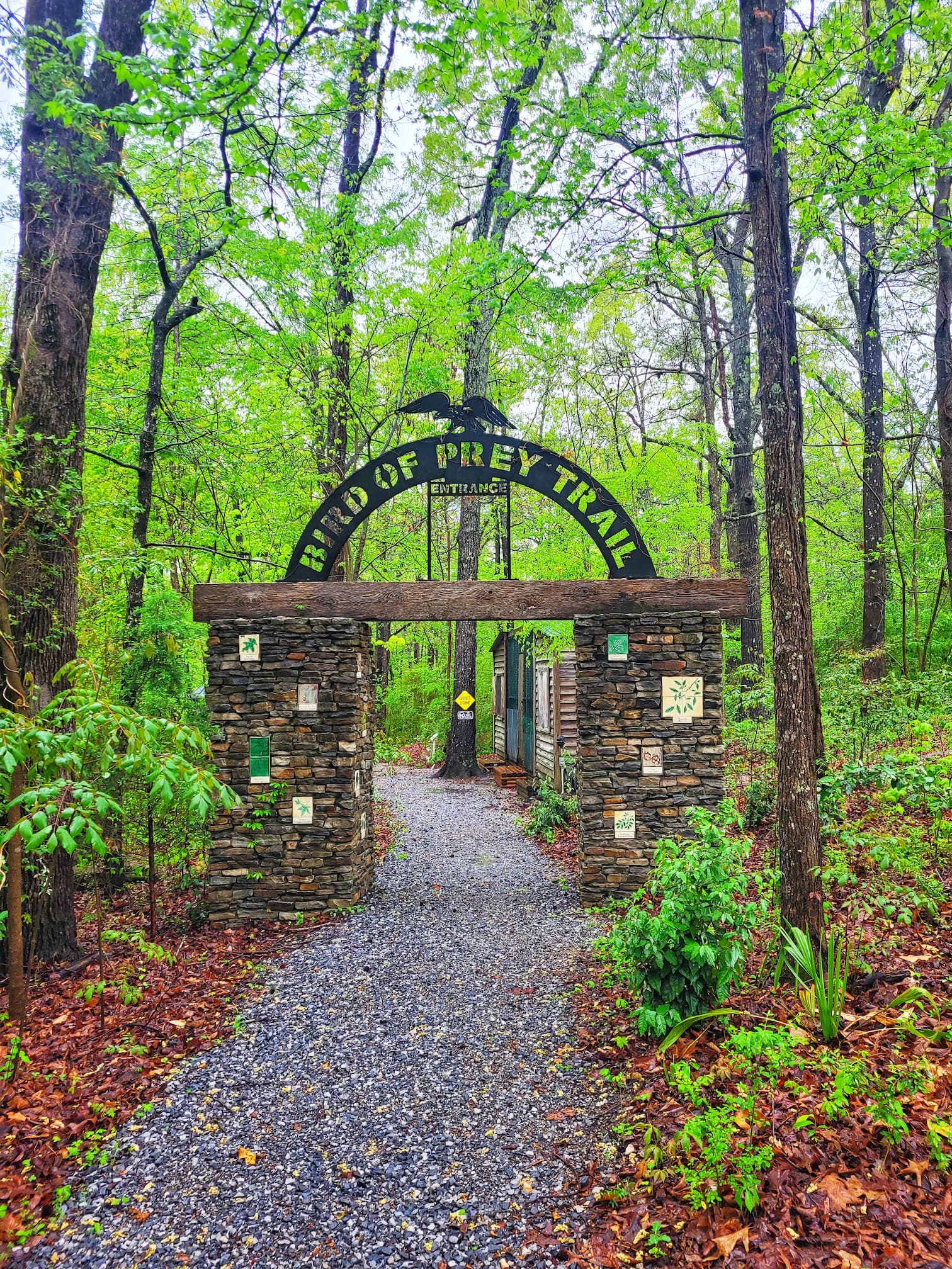 photo of bird of prey trail